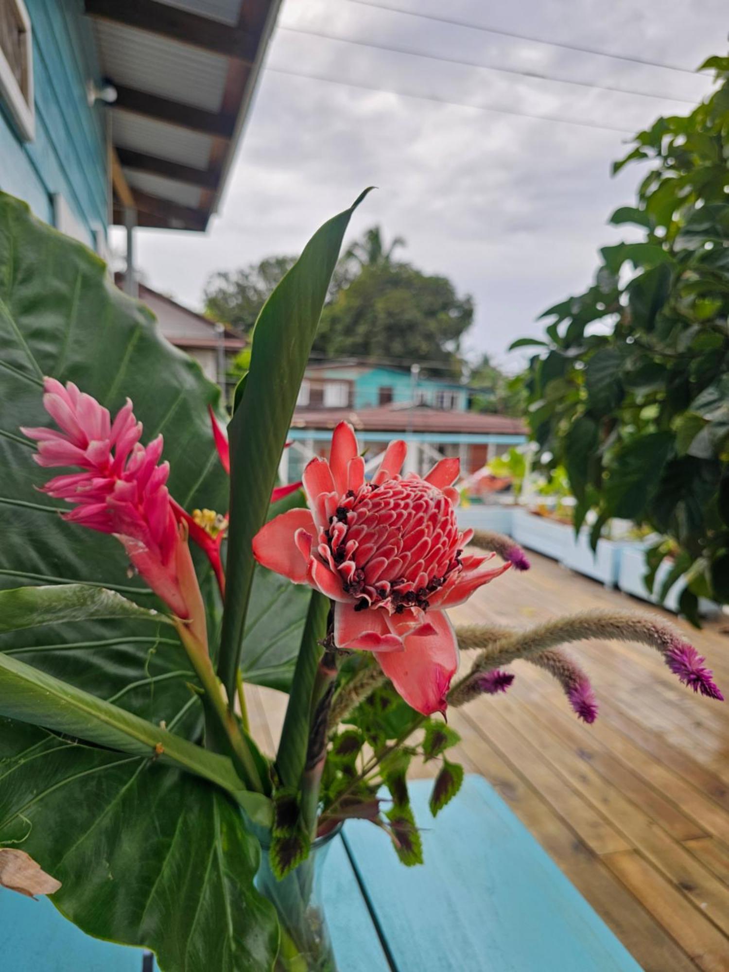 Casa Pelicano Bocas Town Kültér fotó